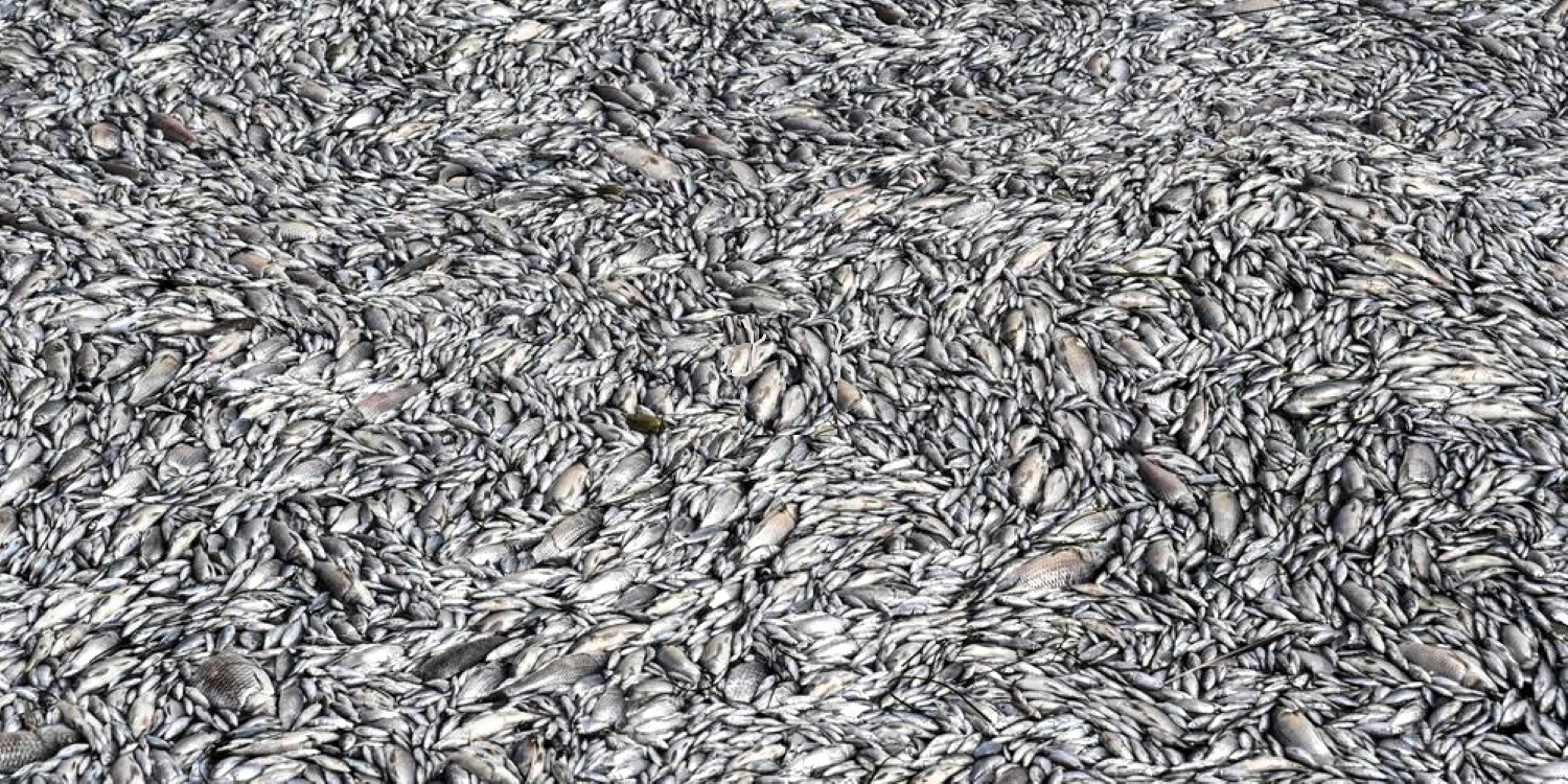 57 tonnes de poissons morts déversés dans une ville en Grèce