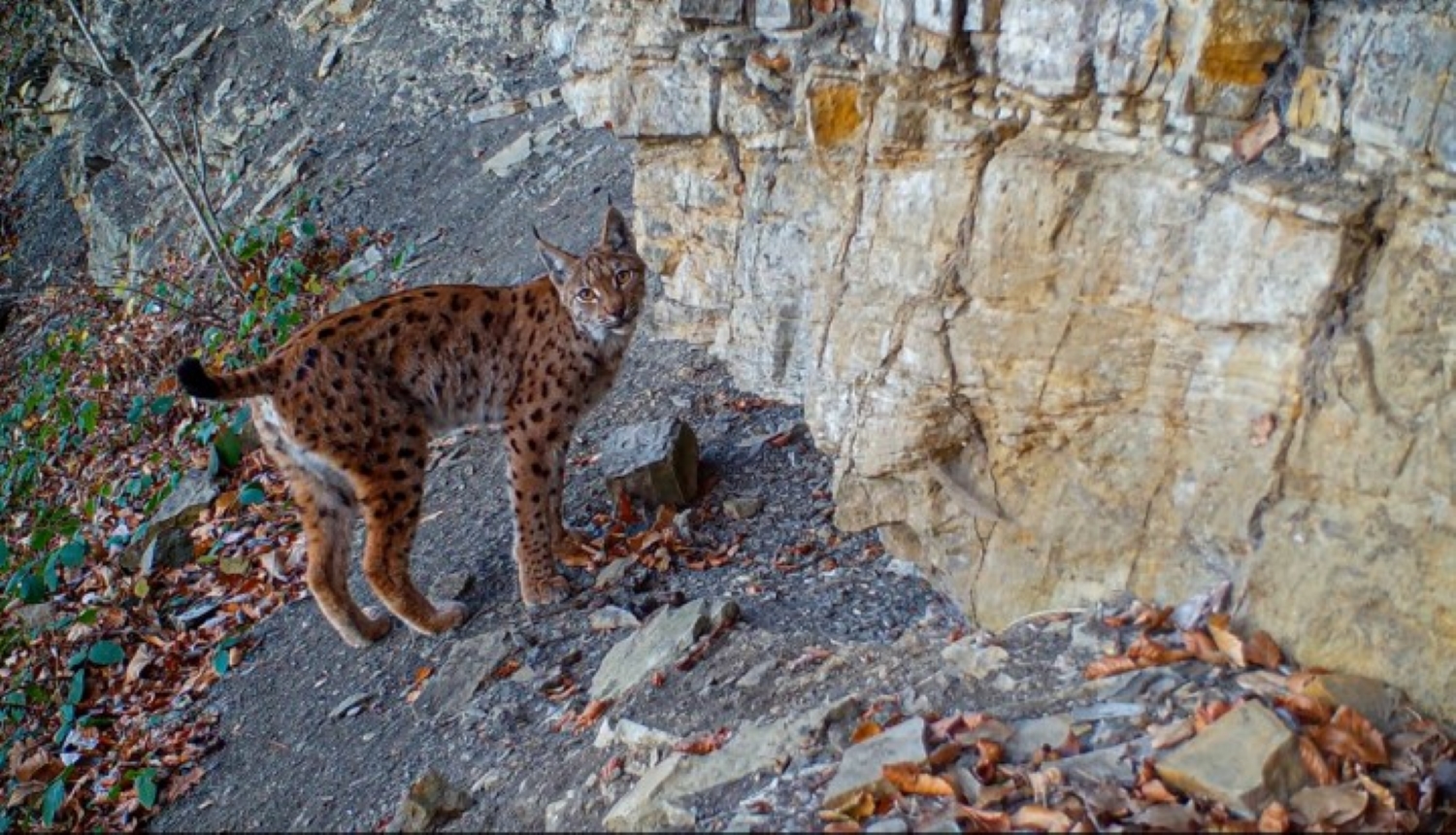 De retour dans les forêts françaises : le Lynx vit toujours entouré de crainte et de mystère