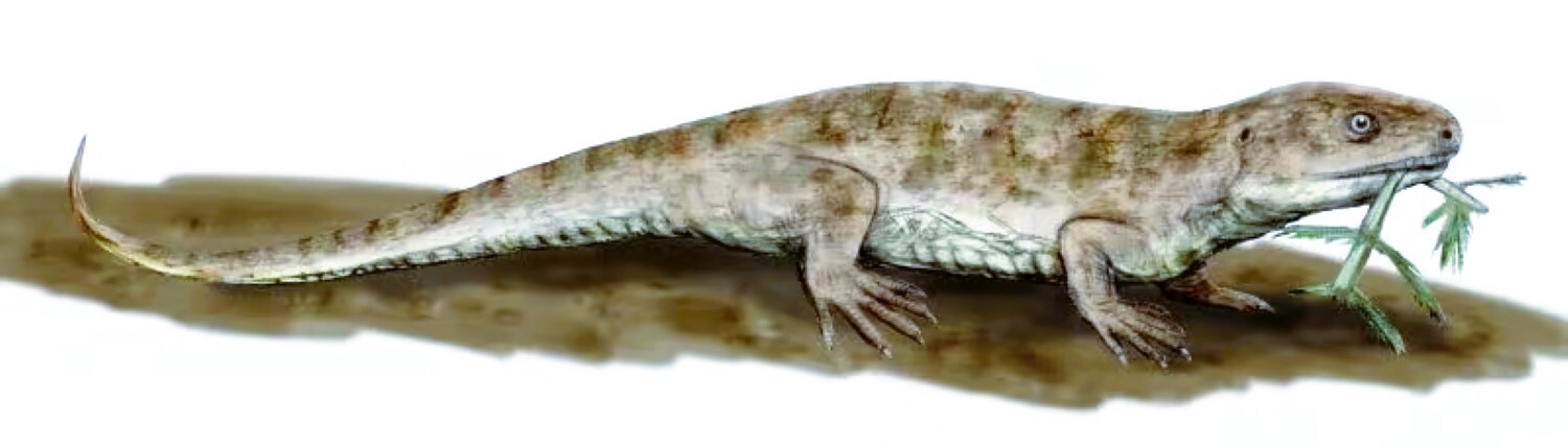 Découverte extraordinaire de peau de reptiles datant de 300 millions d’années !