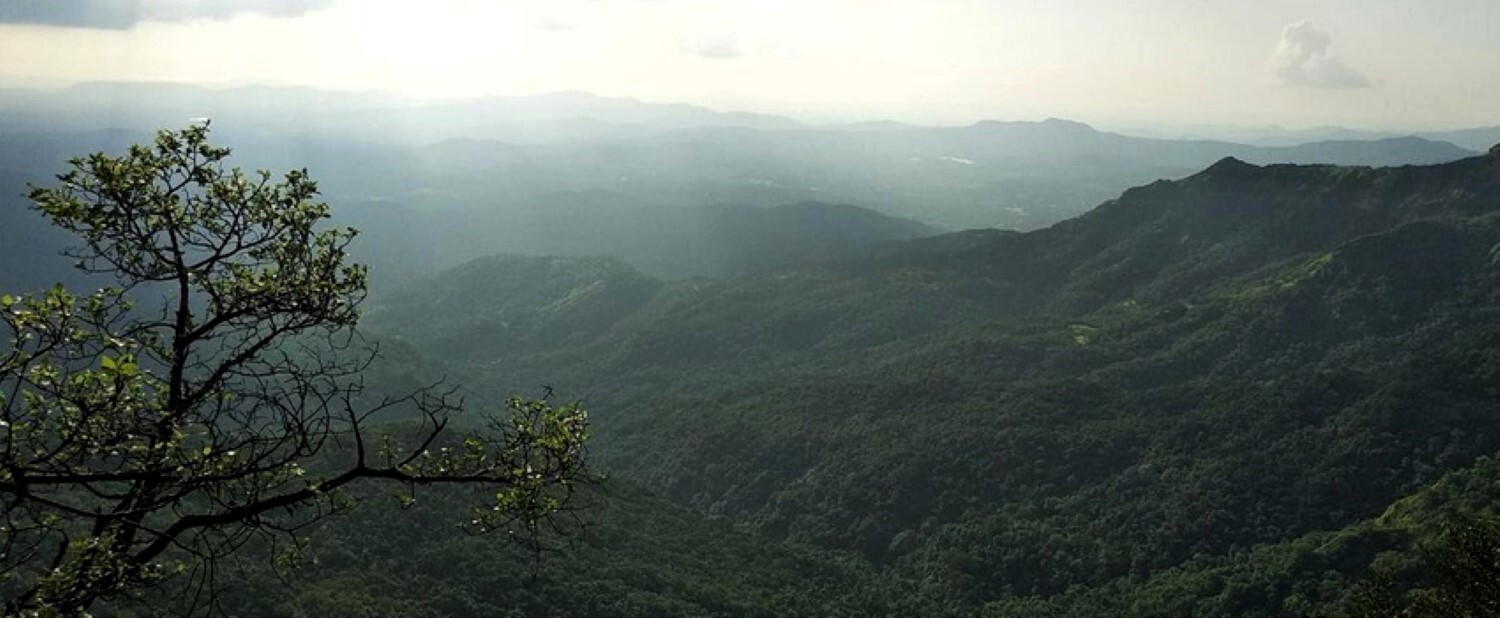 Inde : Une femme accrochée à un arbre par son mari depuis plusieurs jours