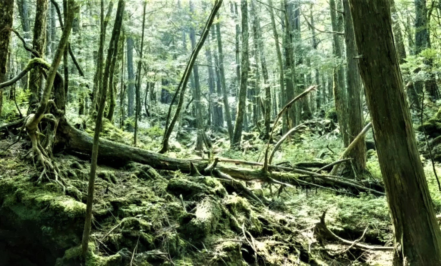 La forêt Aokigahara au Japon
