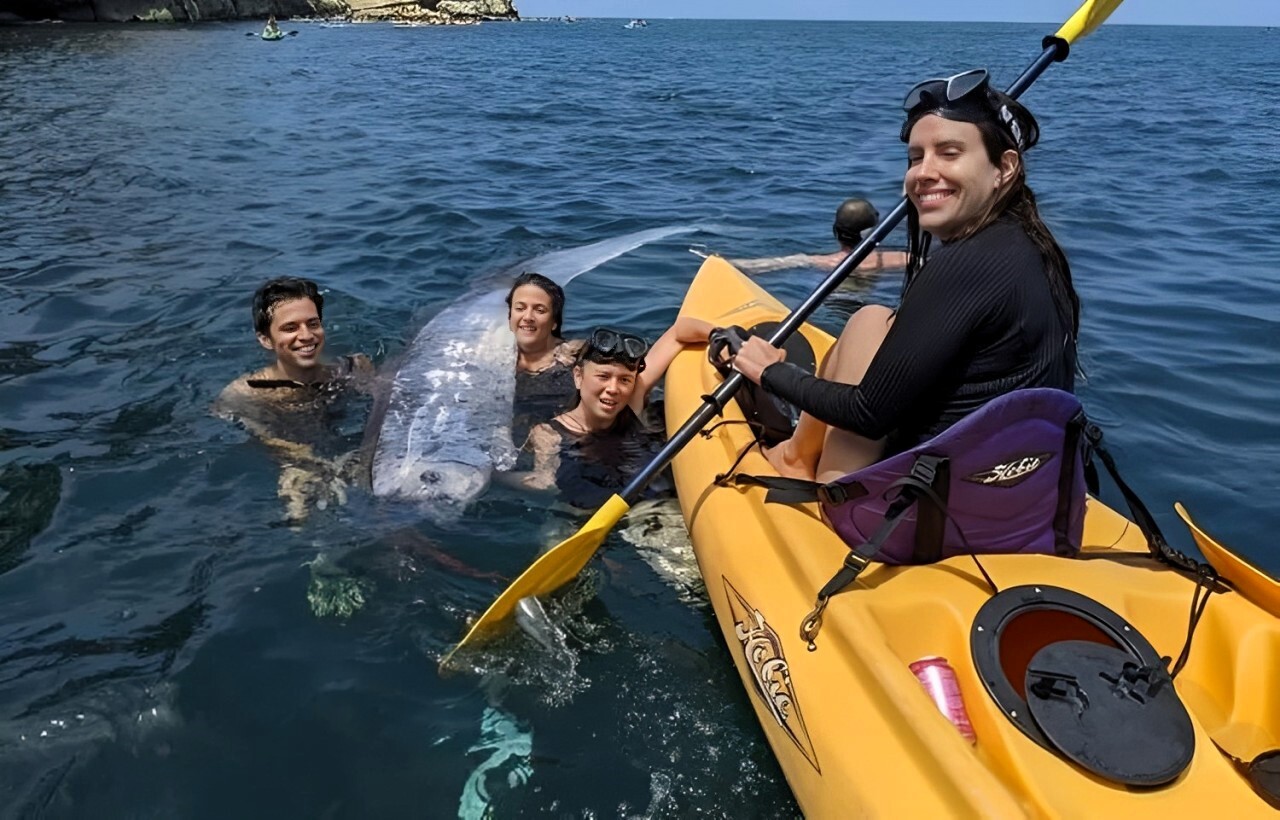 Le corps d’un poisson géant découvert par des nageurs en Californie