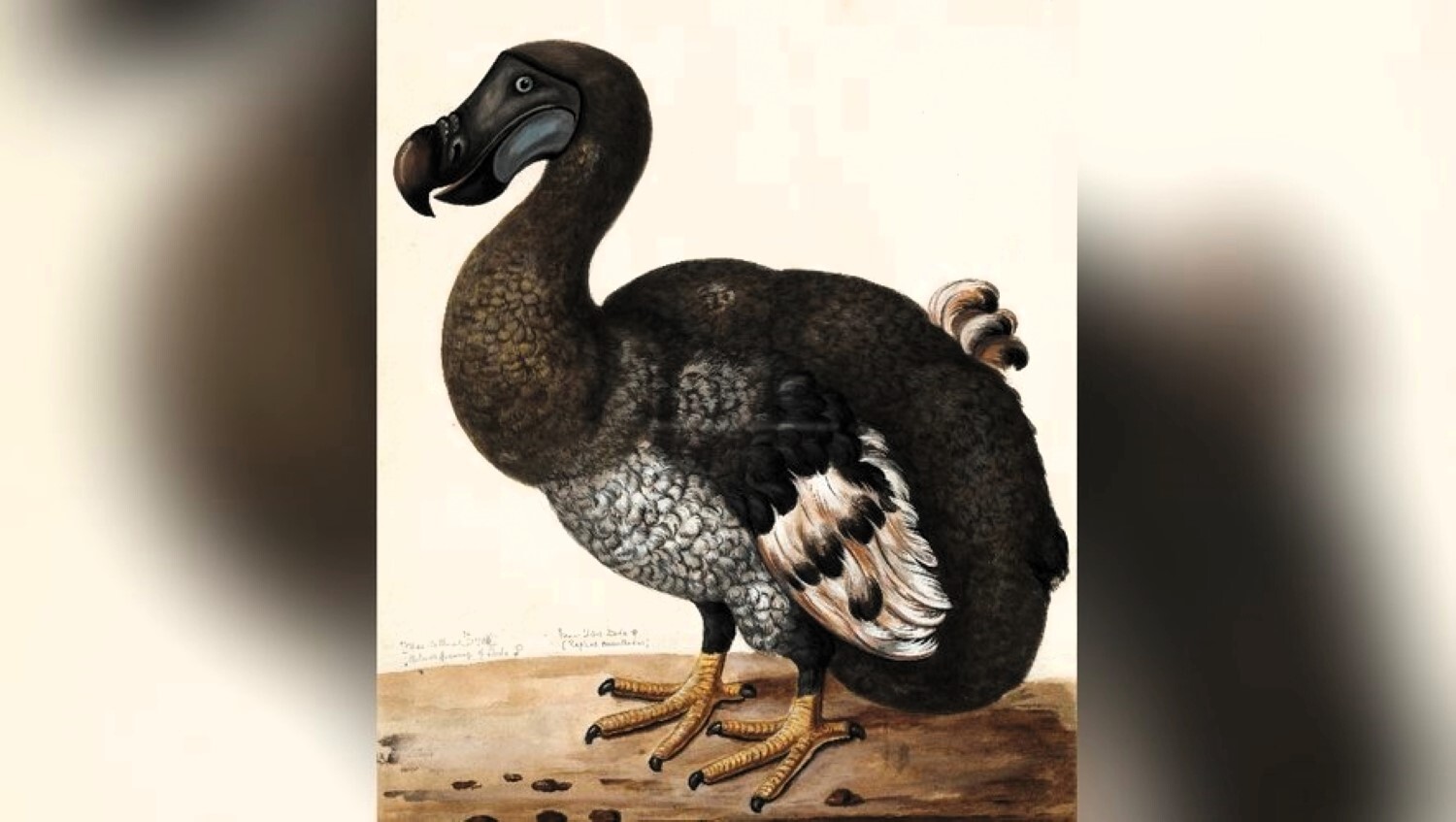 Le dodo va être ramené à la vie : comment des généticiens vont-ils ressusciter le mythique oiseau de l'île Maurice ?