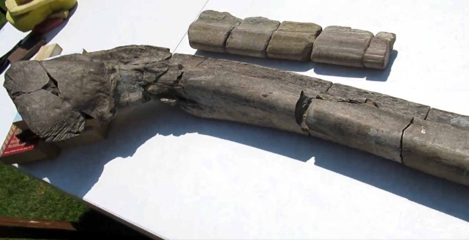 Le fossile du plus grand reptile marin jamais observé
