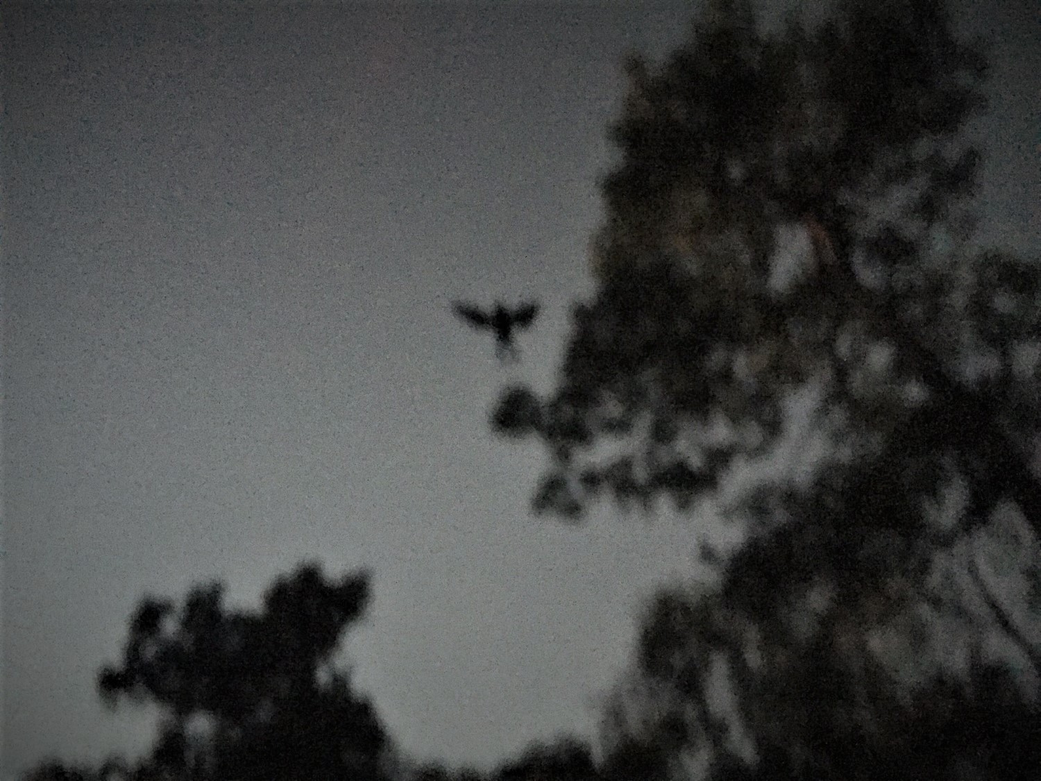 Le Mothman : à Point Pleasant