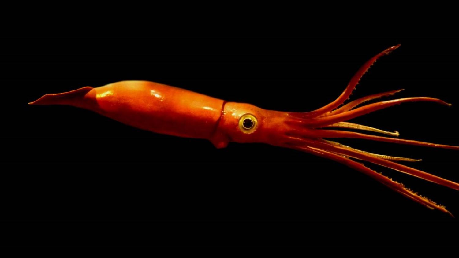 Le mystérieux calmar géant