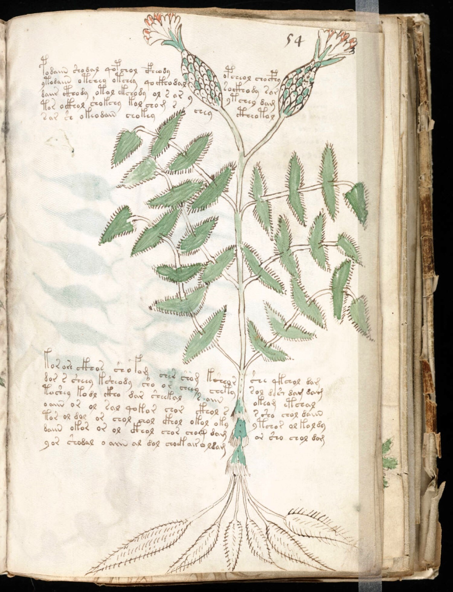 Le mystérieux manuscrit de Voynich