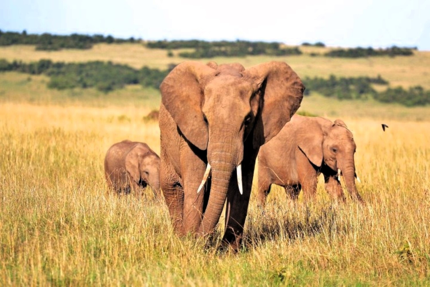 Les éléphants d’Afrique sont « en danger d’extinction »