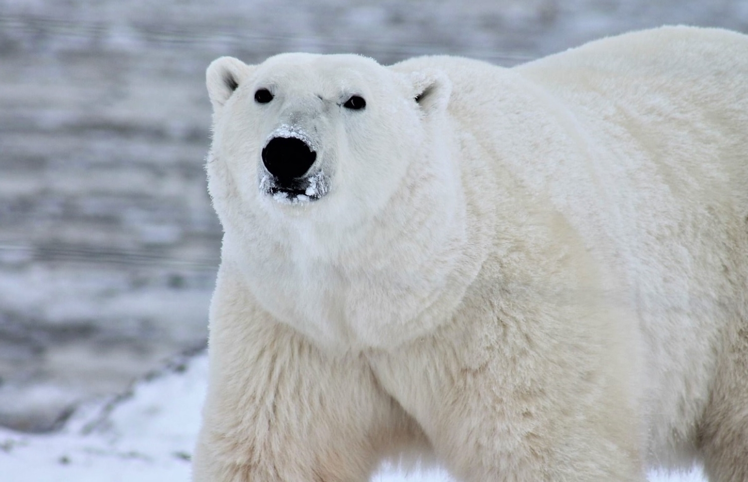 Ours polaires la plus célèbres de la planète : chassée par des hommes en motoneige Frost est morte