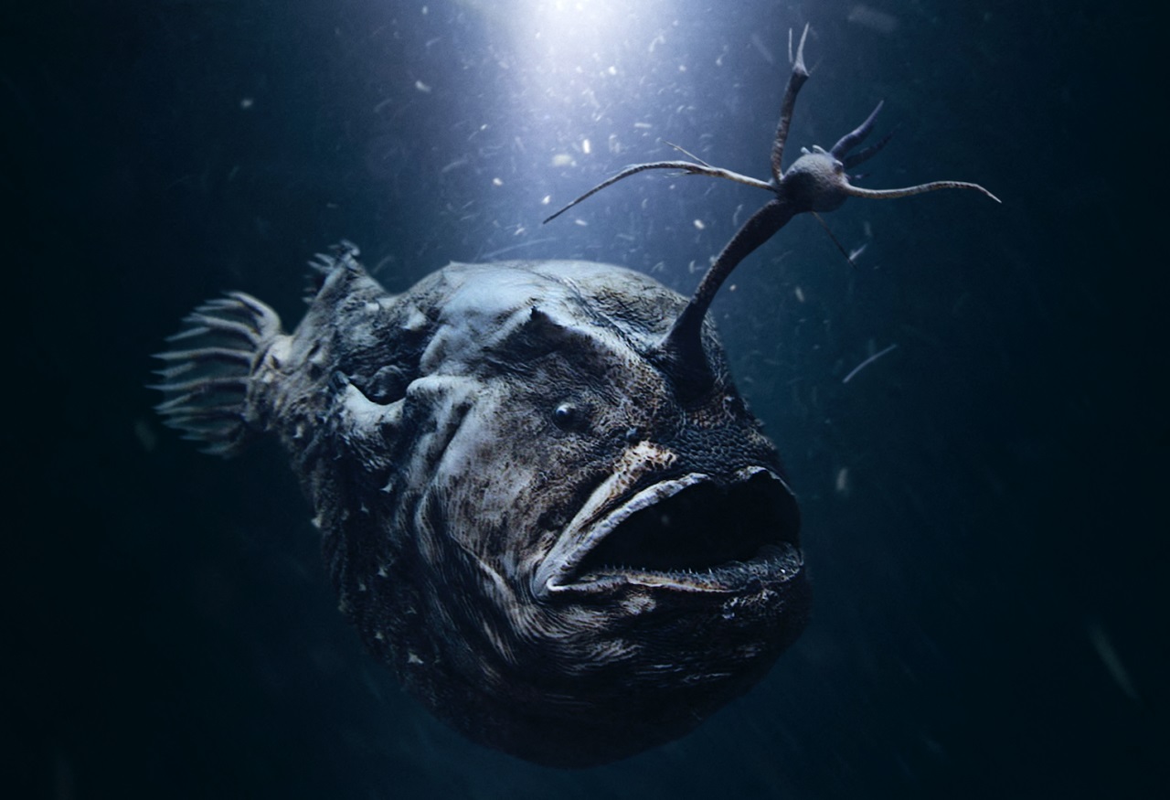 Poisson très rare un monstre des profondeurs