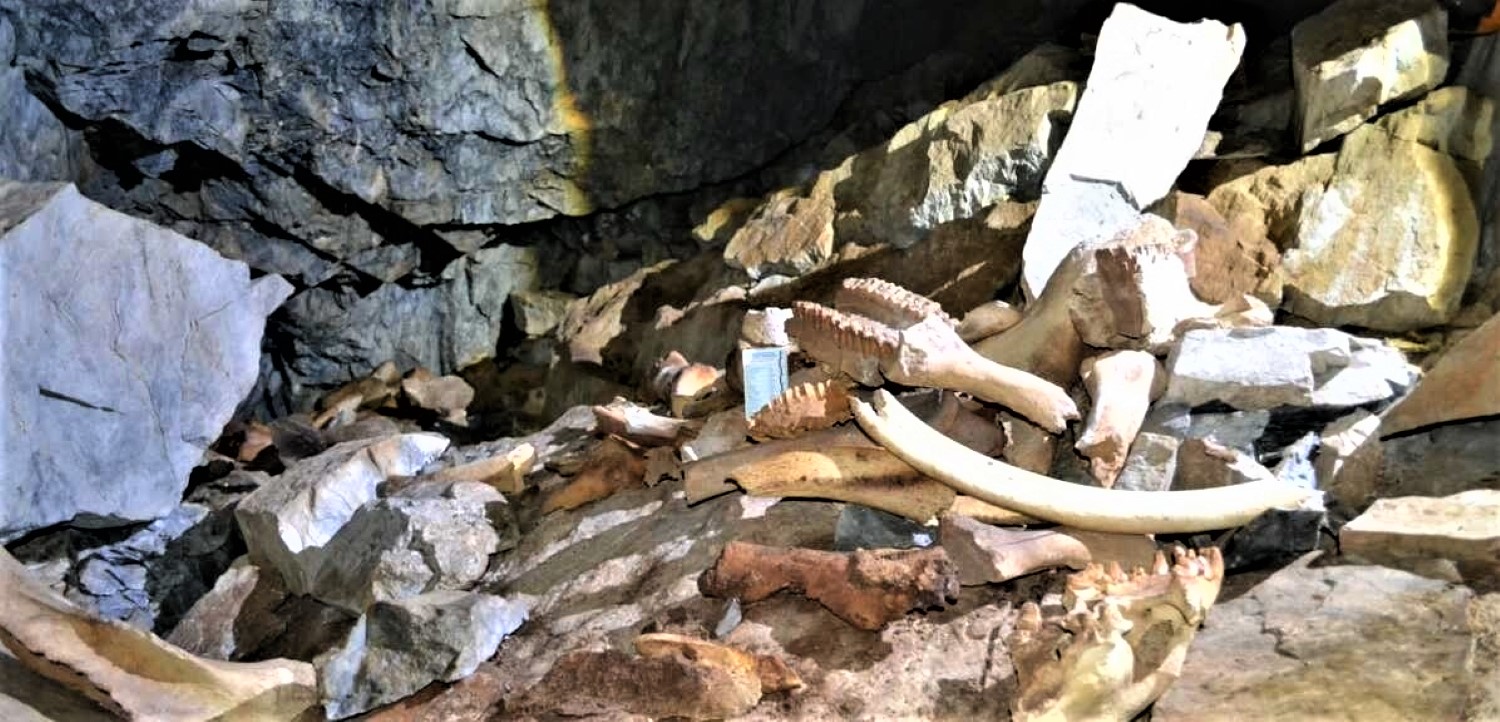 Un repaire de hyènes et ses nombreux os découverts en Sibérie