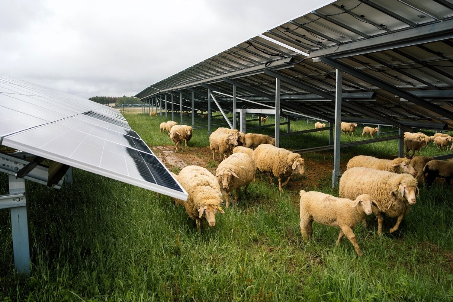 Une immense ferme vendue pour faire du solaire : les dérives de l’agrivoltaïsme