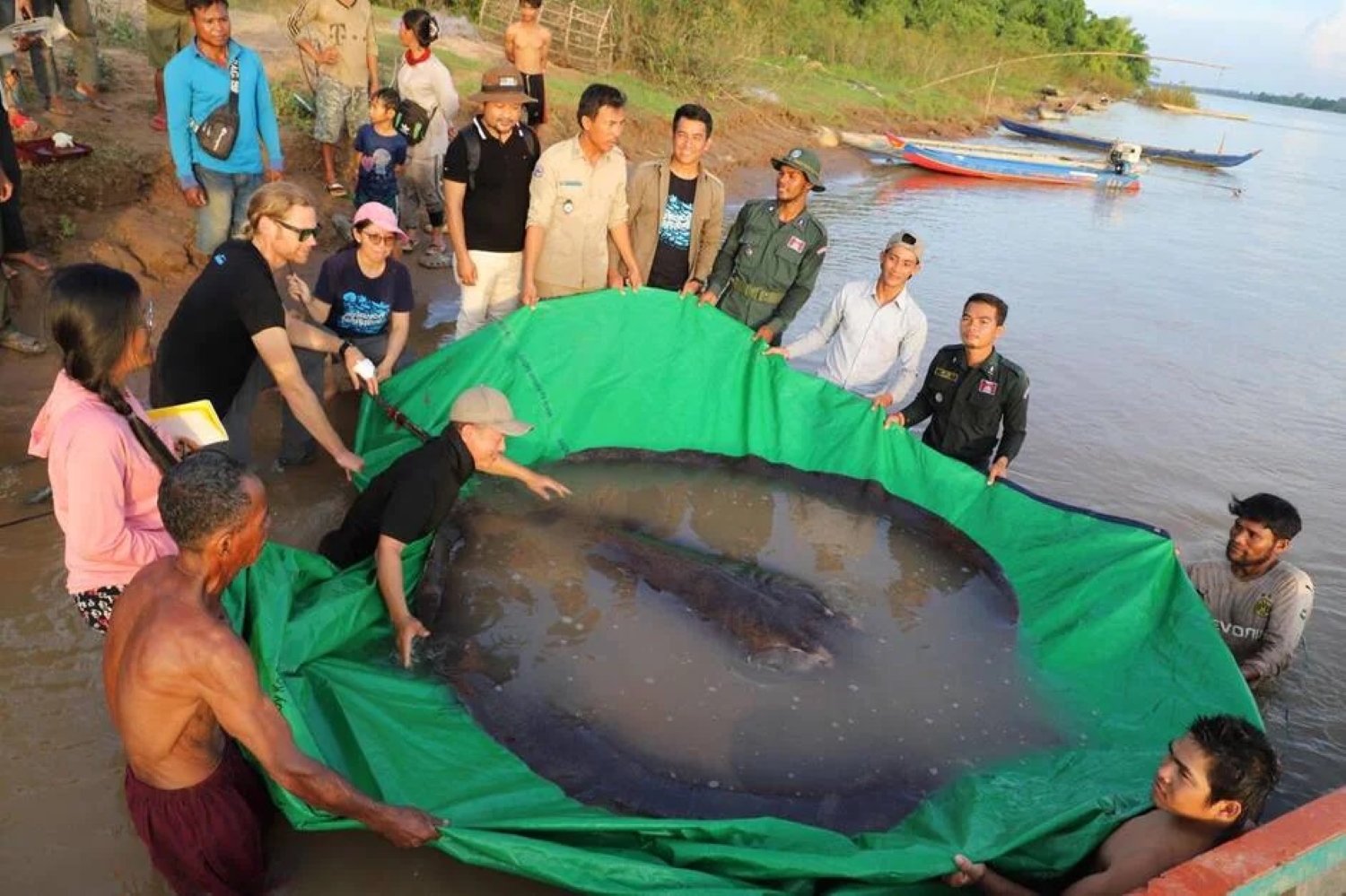Une raie de 300 kg pêchée au Cambodge : il s’agit du plus gros poisson d’eau douce