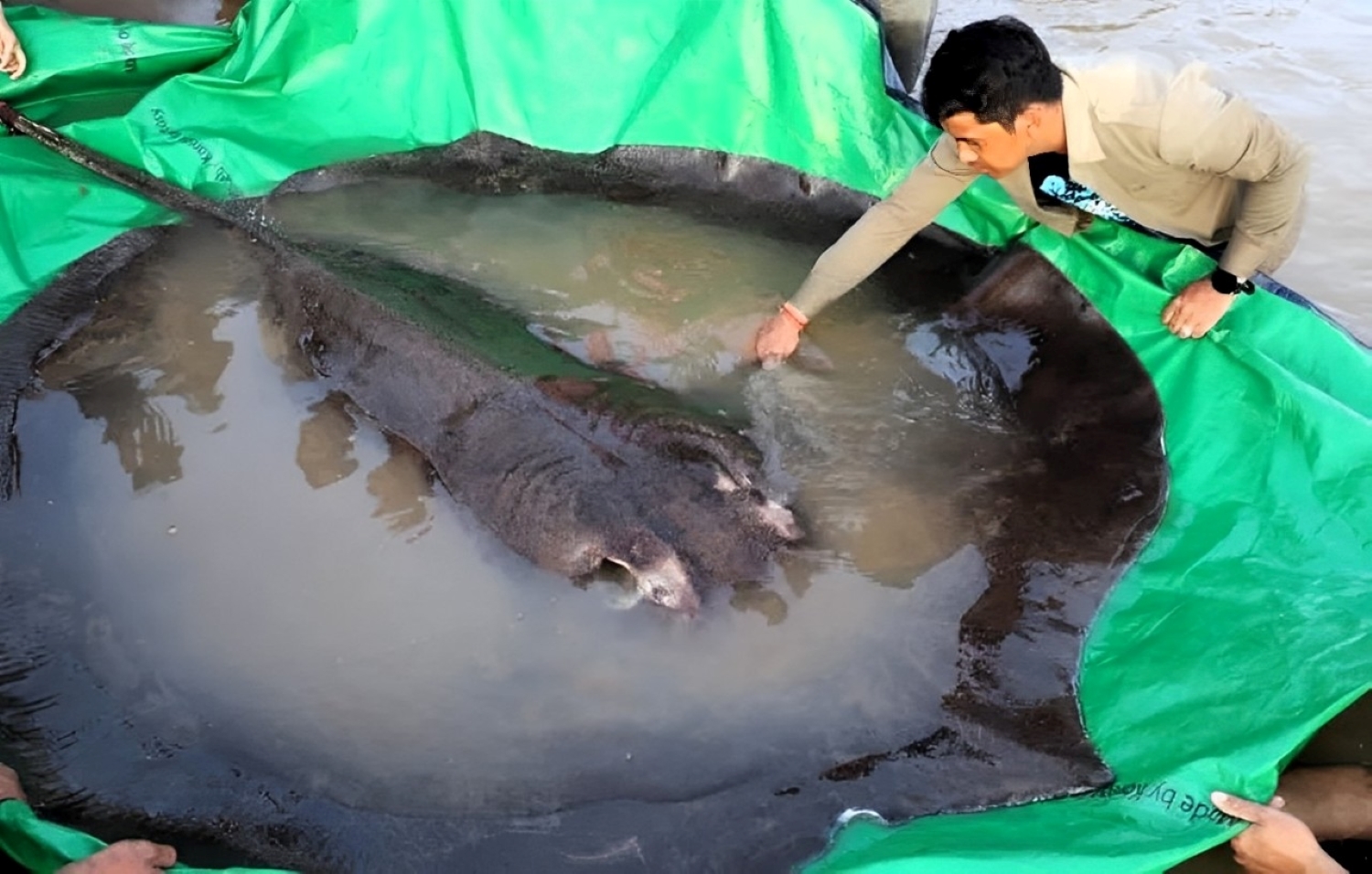 Une raie de 300 kg pêchée au Cambodge : il s’agit du plus gros poisson d’eau douce